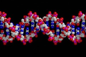 DNA testing for FSHD