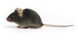 Mouse model