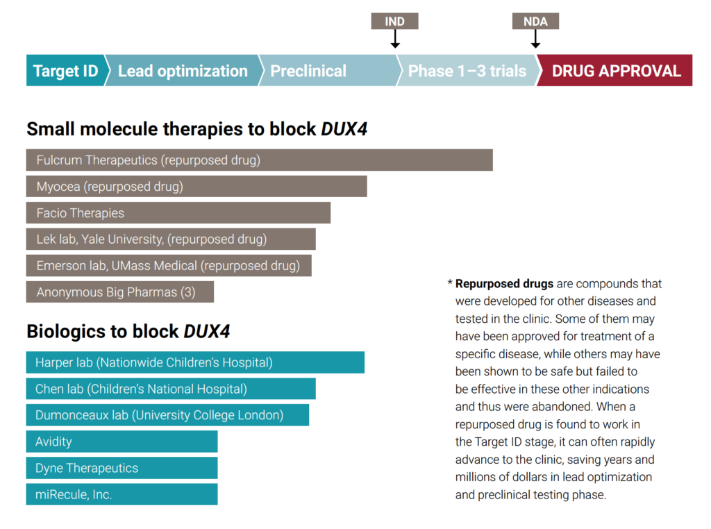 FSHD Drug Development Pipeline | FSHD Society